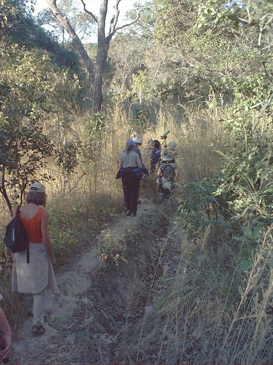 Dzalanyama Forest